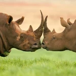 12-day-honeymoon-Tanzania-and-Zanzibar-1024x683-1.webp