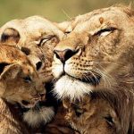 wildlife-africa.jpg