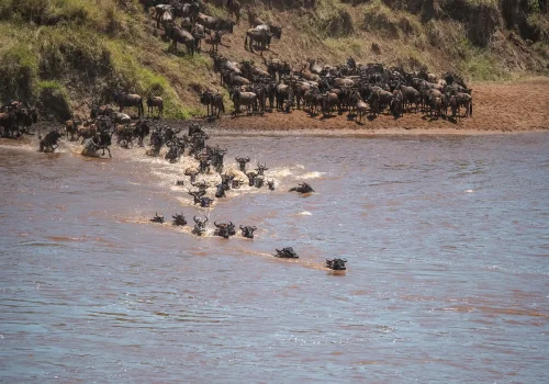 Wildebeest Migrations