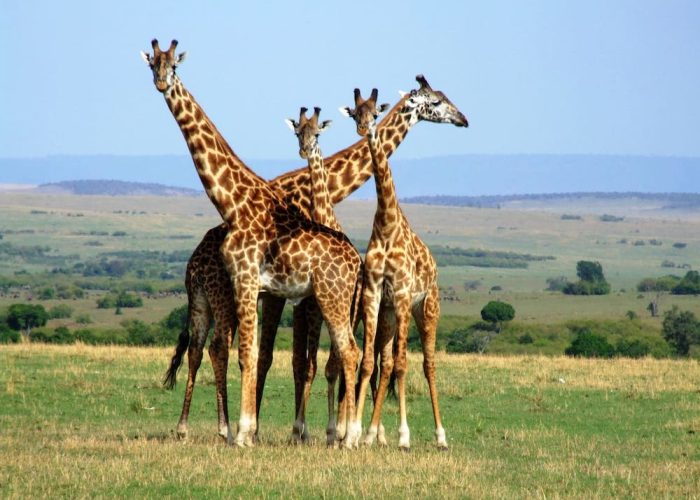giraffee