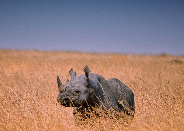rhino